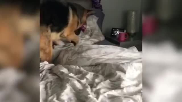 Camera girl walks to room to find german shepard on bed trying to dig to hide treat