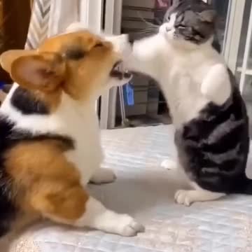 Cat fighting dog