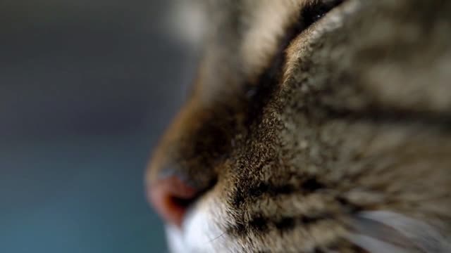 Cute profile muzzle of a tabby domestic cat close up