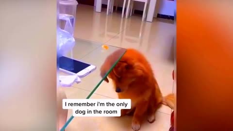 Best Funny Animal Videos Of The 2023