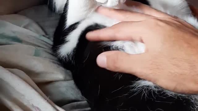 Very sly kitten wanting affection