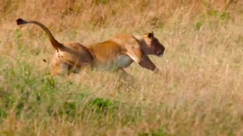 Why the Lion Brothers’ Story Will Leave You in Awe