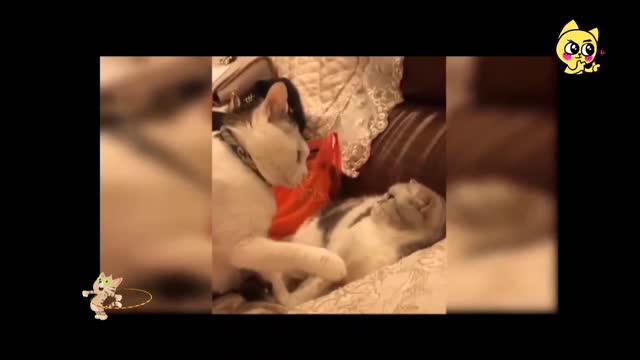 Sweet cat videos ।। cute baby cat funny video🤗🤗🤗🤗