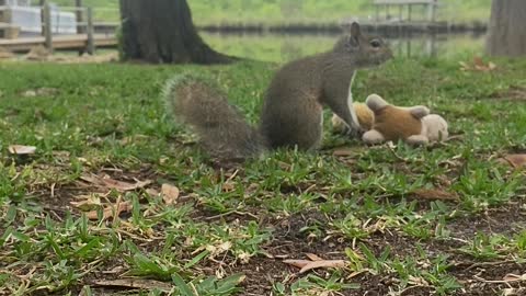 Wrestling Squirrel Body Slams Toy Opponent