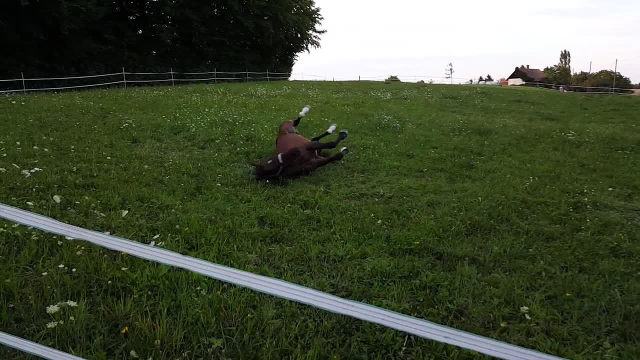 Horse behaving like a total toddler