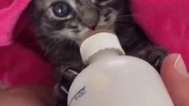 Adorable Kitten Suckles Milk From Bottle