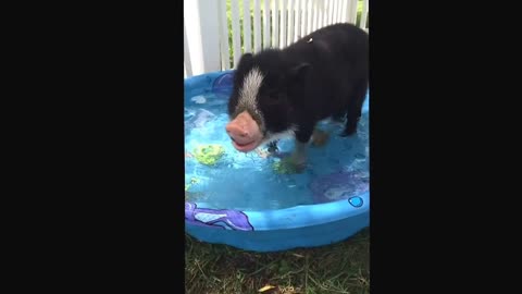 Vladdy the mini pig - playing in the pool