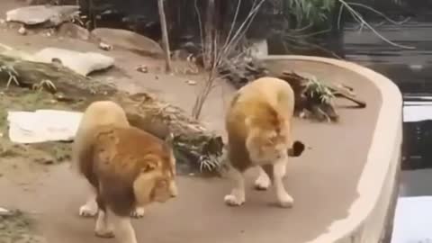 Two Lion animall Funny Video@😂