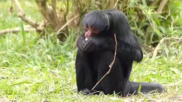 Amazonian Brazilian fauna SPIDER MONKEY wild animal primate jungle brazilian brazil