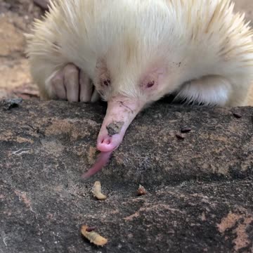 Albino Echidna feeding Frenzy