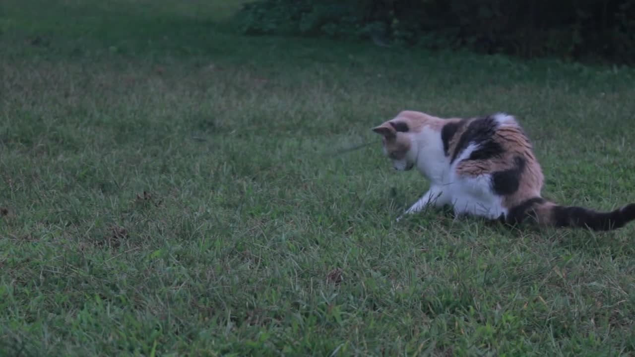 Gatito jugando que tierno 😍