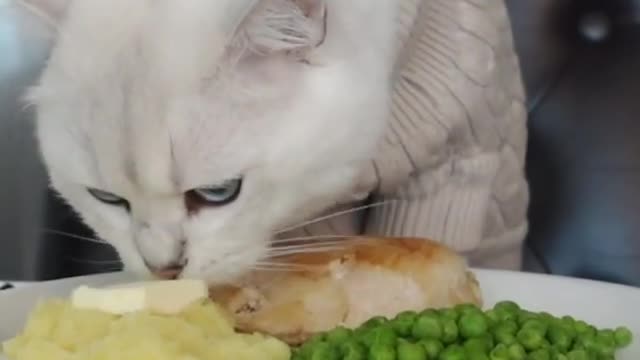 Cute white cat eating a dinner with hands