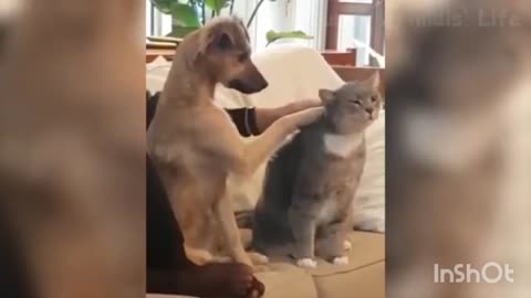 Funniest dogs and animal😂😂😂💥🐰🐱