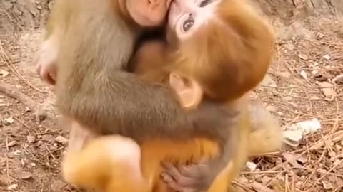 Monky love mother