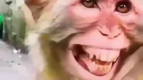 Laughing monkey 😂😂😂🤣