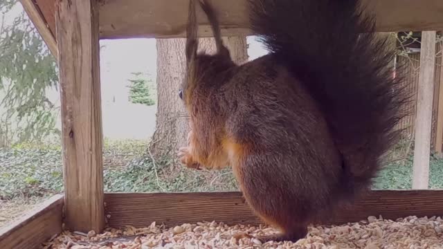 Squirrel Rodent Foraging