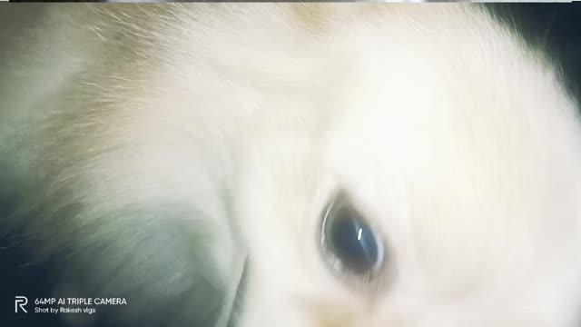 Smart Dog 🐶🐶🐕