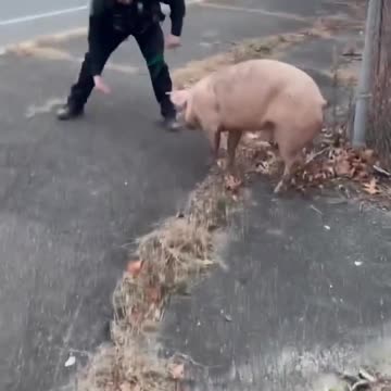 New Jersey Police officers given the run around by escaped PIG #shorts 🐖