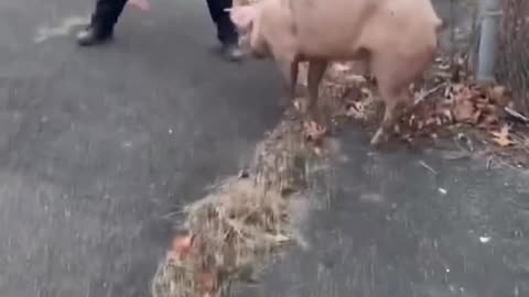 New Jersey Police officers given the run around by escaped PIG #shorts 🐖