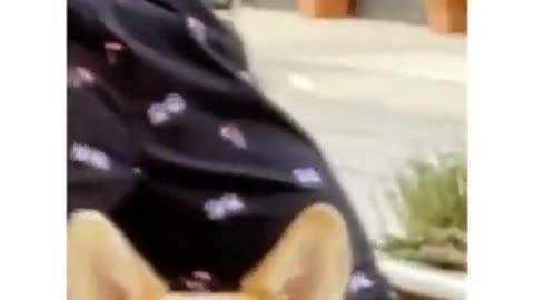 Funny And Cute Animals Short #101