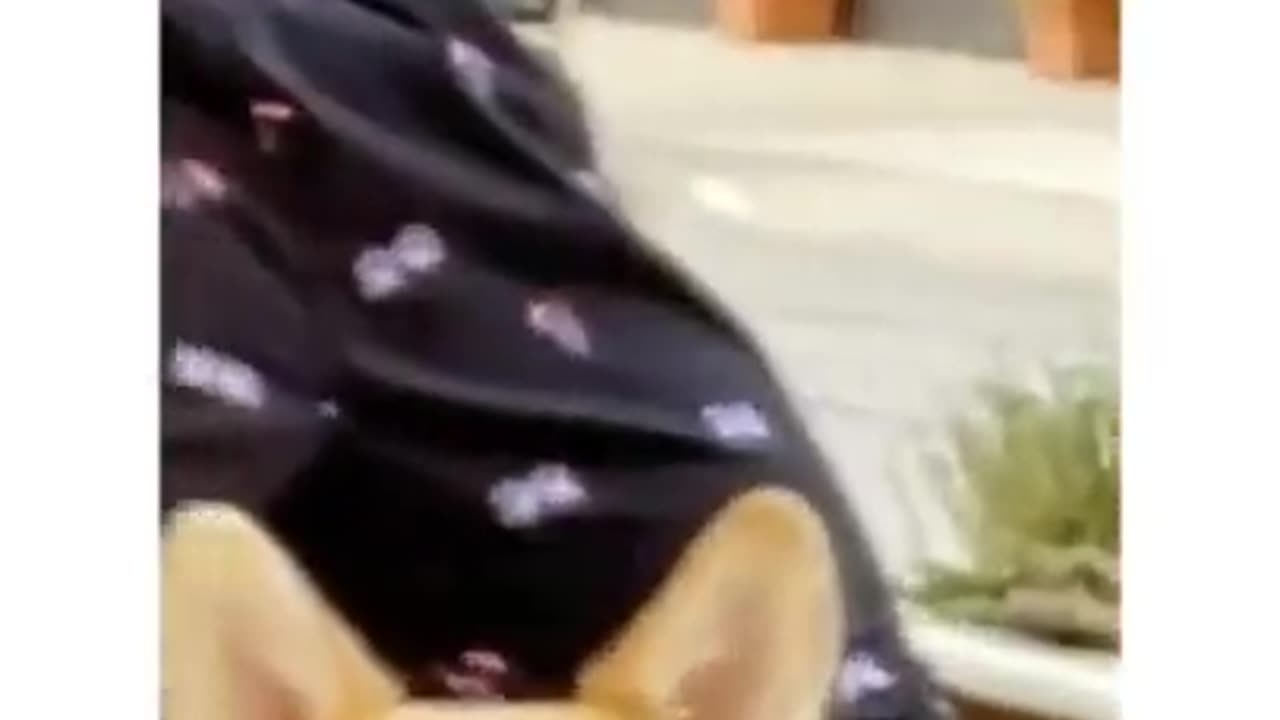 Funny And Cute Animals Short #101
