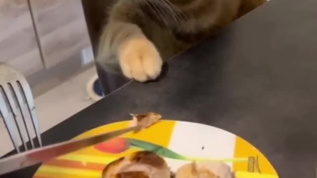 Amazing Funny Cats Viral Clips🐶 Crazy thing of animals