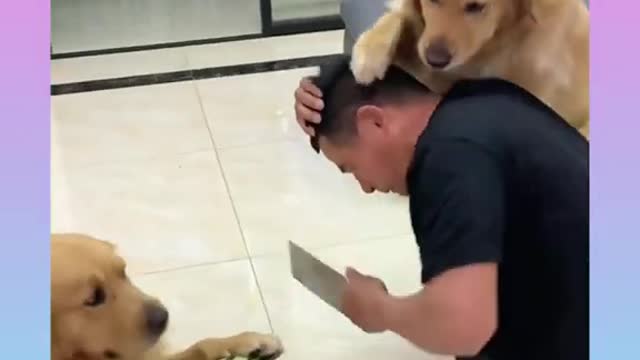 126 Cute and Funny Dog Videos Compilation _#short