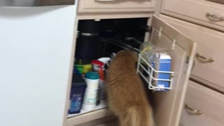 Carson H . Snooping around