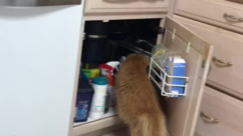 Carson H . Snooping around