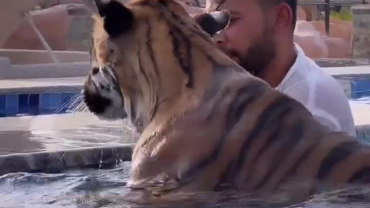 Dubai 🇦🇪 King 👑 Sheikh Nawab With White Tiger 🐯 Lion 🦁 White Tiger 🐅 #Dubai #shorts