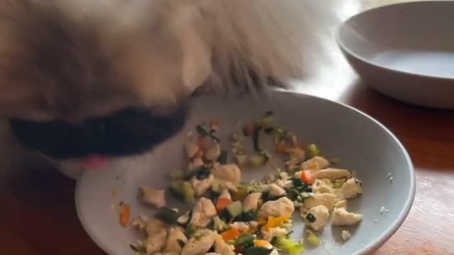 🔥Funniest Dogs will make you laugh all day long | Instagram Reels and Tiktok Videos | Desi animals 🔥