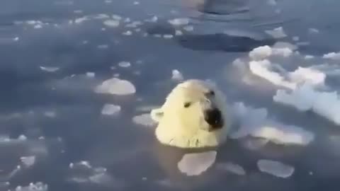 Polar Bear is Diving