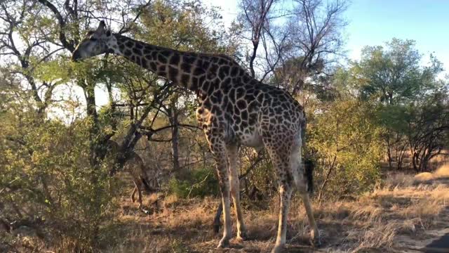 Giraffe forest moments || 🦒🦒