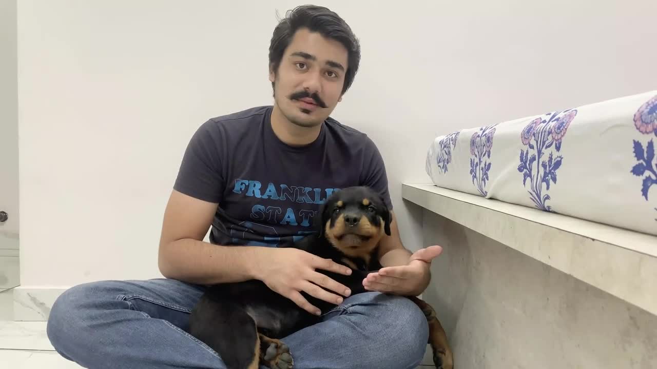 Mordidas de perritos