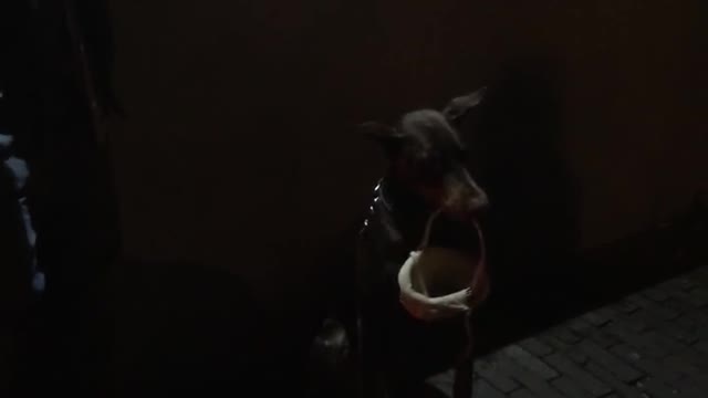 Doberman dog holding basket for owner whilst he plays the humonica