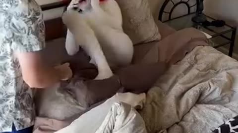 Funny video