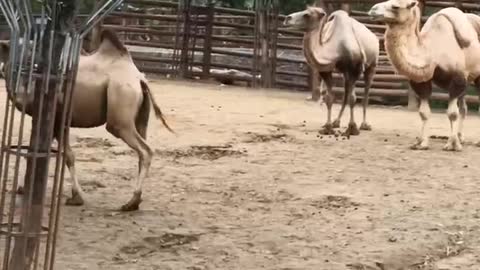 camel
