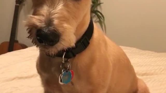 Small tan dog lies on white duvet while song plays