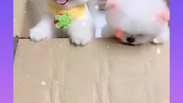 Cuties funny dog babbies