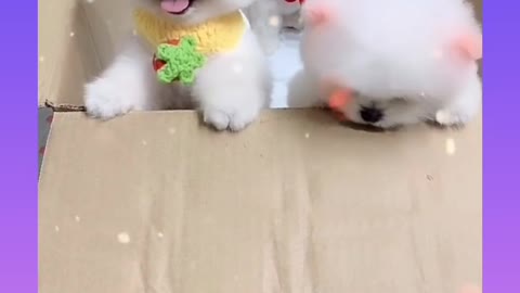 Cuties funny dog babbies