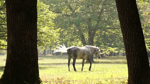 Horse Grazes on the Sunny Edge of the Forest. Slow Motion