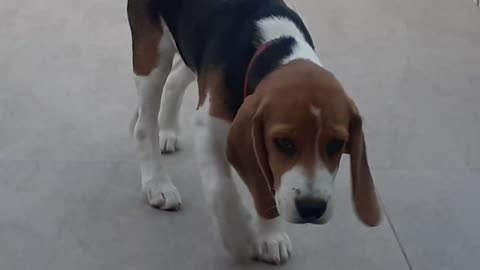 Meu beagle