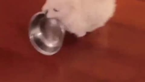 Dog dinner time