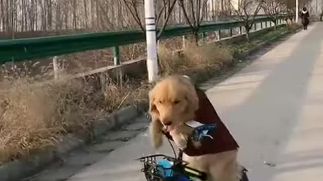 Dog starting drive a bicycle -- Dog lovers -- Dogsofinstagram -- Dog funny videos -- Dog fun