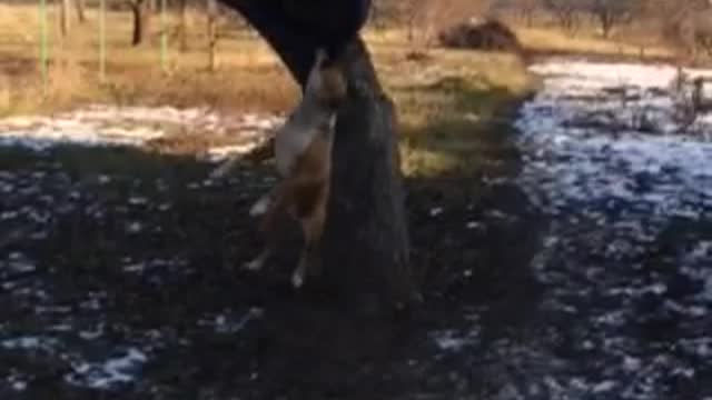 My dog is playing with a wheel