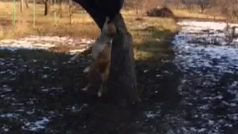 My dog is playing with a wheel