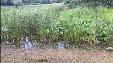 small river water