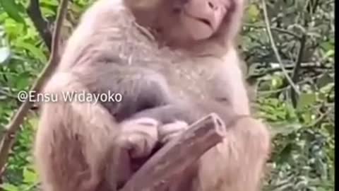 Wow so funny monkey #shorts #trending #tiktok #video #shortsfeed #viralshort #shortfeed #monkey