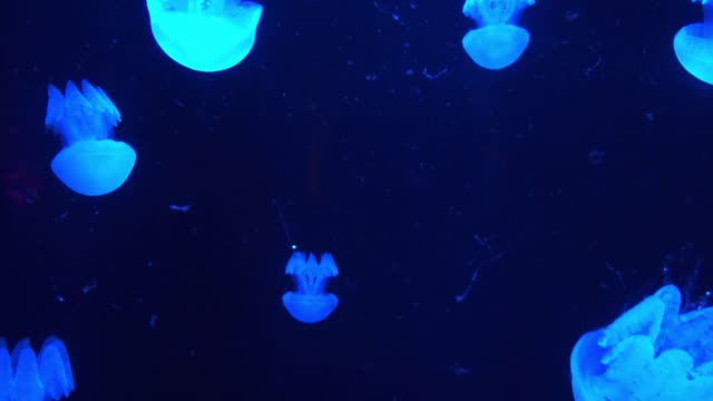 Jelly fish colorful and beautiful 7 - man & camera