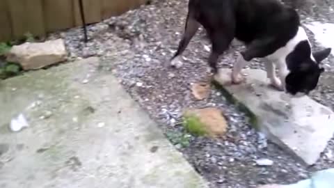 Spring the Boston Terrier playing with ice cubes pt 2